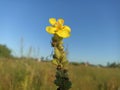 Verbascum thapsus, the great mullein, greater mullein Royalty Free Stock Photo