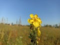 Verbascum thapsus, the great mullein, greater mullein Royalty Free Stock Photo