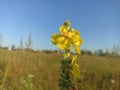 Verbascum thapsus, the great mullein, greater mullein Royalty Free Stock Photo