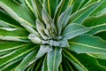 Verbascum thapsus plant, the great mullein, greater mullein or common mullein Royalty Free Stock Photo