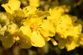 Verbascum thapsus