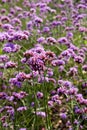 Lavender and verbena flowers