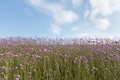 Verbena bonariensis in bloom