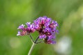 Verbena bonariensis flowers Argentinian Vervain, Purpletop Vervain, Clustertop Vervain, Tall Verbena, Pretty Verbena in garden.