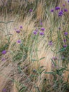 Verbena bonariensis flowers in blossom Royalty Free Stock Photo