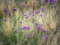 Verbena bonariensis flowers in blossom Royalty Free Stock Photo