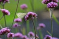 Verbena bonariensis in full bloom with drinking white pieris butterfly