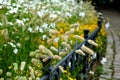 Annual flowerbed in the shape of an arch with purple and white yellow flowers bordered by a low fence of metal gray fittings. land Royalty Free Stock Photo