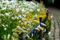 Annual flowerbed in the shape of an arch with purple and white yellow flowers bordered by a low fence of metal gray fittings. land Royalty Free Stock Photo