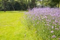 Verbena bonariensis, Lawn