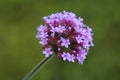 Single flower Verbena Bonariensis macro shot