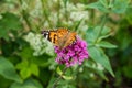 Verbena bonariensis pink flower with a Vanessa cardui butterfly searching for nectar