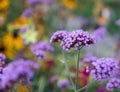 Verbena Bonariensis is a purple flower, The meaning of this flower is the happiness of everyone in the family