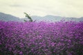 Verbena bonariensis,Purple Flowers Royalty Free Stock Photo