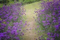 Verbena bonariensis,Purple Flowers Royalty Free Stock Photo