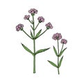 Verbena bonariensis purpletop, Argentinian vervain.