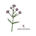 Verbena bonariensis purpletop, Argentinian vervain.