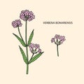 Verbena bonariensis purpletop, Argentinian vervain. Hand draw sketch