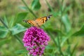 Verbena bonariensis pink flower with a Vanessa cardui butterfly searching for nectar