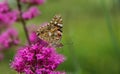 Verbena bonariensis pink flower with a Vanessa cardui butterfly searching for nectar