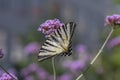Verbena bonariensis vervain purpletop flowering plant with white black butterfly scarce swallowtail Iphiclides podalirius Royalty Free Stock Photo