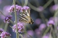 Verbena bonariensis vervain purpletop flowering plant with white black butterfly scarce swallowtail Iphiclides podalirius Royalty Free Stock Photo