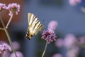 Verbena bonariensis vervain purpletop flowering plant with white black butterfly scarce swallowtail Iphiclides podalirius Royalty Free Stock Photo