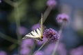 Verbena bonariensis vervain purpletop flowering plant with white black butterfly scarce swallowtail Iphiclides podalirius Royalty Free Stock Photo