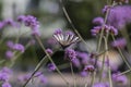 Verbena bonariensis vervain purpletop flowering plant with white black butterfly scarce swallowtail Iphiclides podalirius Royalty Free Stock Photo