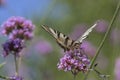 Verbena bonariensis vervain purpletop flowering plant with white black butterfly scarce swallowtail Iphiclides podalirius Royalty Free Stock Photo