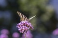 Verbena bonariensis vervain purpletop flowering plant with white black butterfly scarce swallowtail Iphiclides podalirius Royalty Free Stock Photo