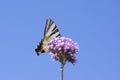 Verbena bonariensis vervain purpletop flowering plant with white black butterfly scarce swallowtail Iphiclides podalirius Royalty Free Stock Photo