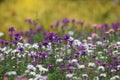Verbena colorful flowers growth and bright color Royalty Free Stock Photo
