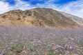 Verbena field