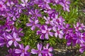 Verbena flawers