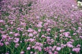 Verbena flower garden Background image Royalty Free Stock Photo