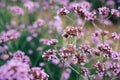 Verbena flower garden Background image Royalty Free Stock Photo