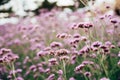 Verbena flower garden Background image Royalty Free Stock Photo