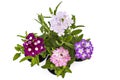 Verbena flower