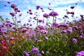 Verbena flower photo with sky