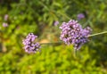 Verbena flower