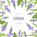 Verbena flowers and leaves card template with copy space. branch boxing. Verbenaceae medicinal herb Royalty Free Stock Photo