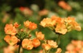 Verbena flowers