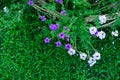 Verbena flowers