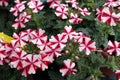 Verbena flowers in red and white color garden Verbena Hybrida. Verbenas. Floral pattern. Spring and summer verbena flowers backg