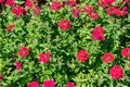 Verbena Flowers - Rosy Fire