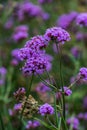 Verbena flowers in Thai