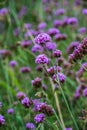 Verbena flowers in Thai