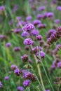 Verbena flowers in Thai