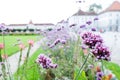 Verbena in the garden